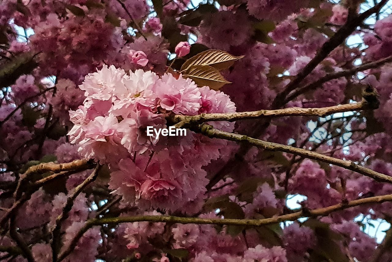 LOW ANGLE VIEW OF PINK CHERRY BLOSSOMS