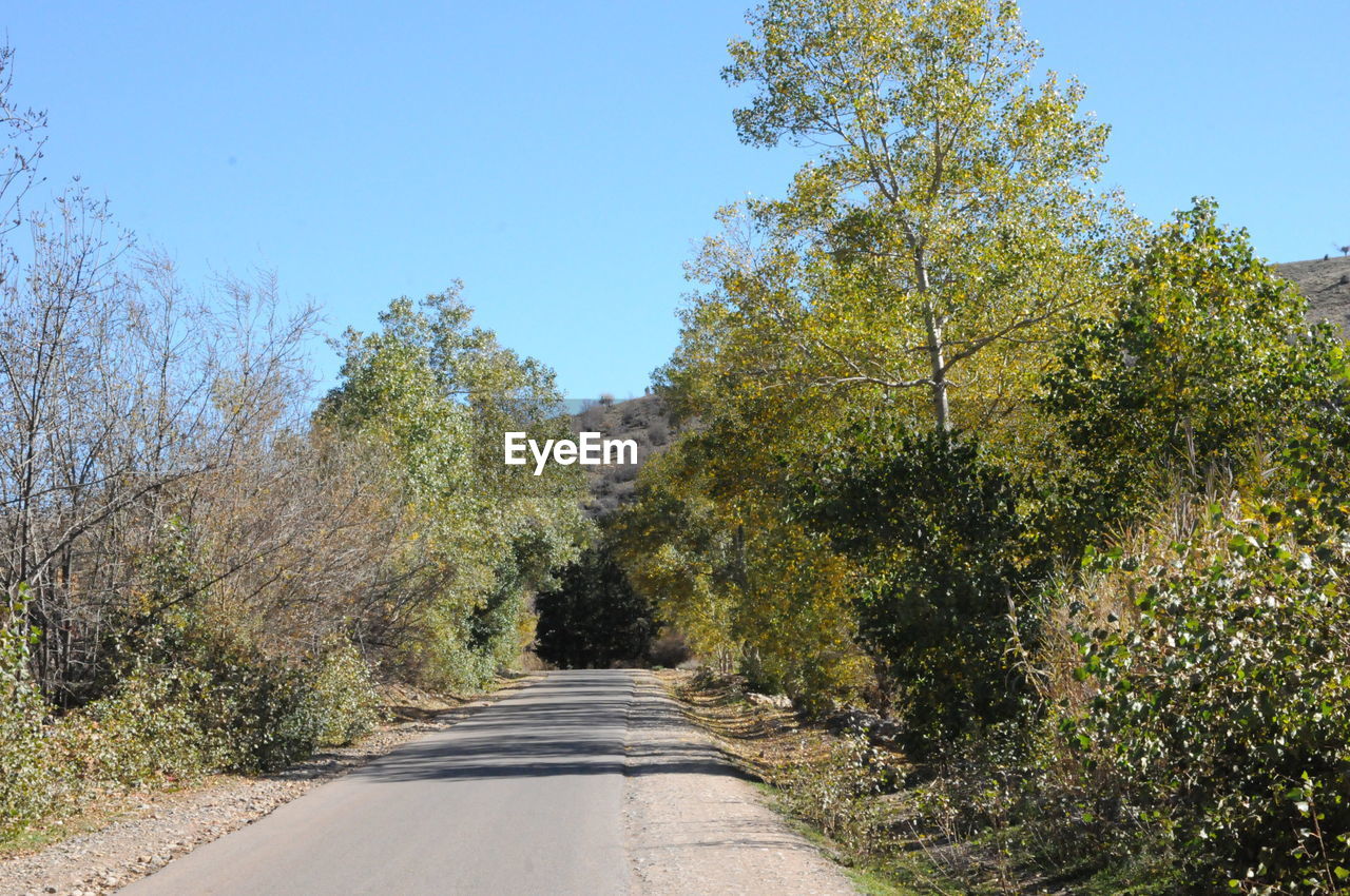 EMPTY ROAD AMIDST TREES AGAINST CLEAR SKY
