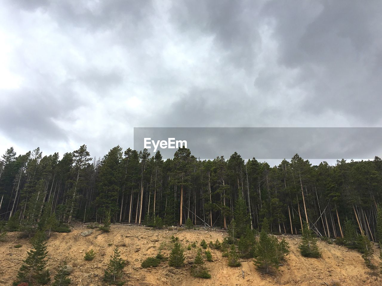 Low angle view of trees with sky in background