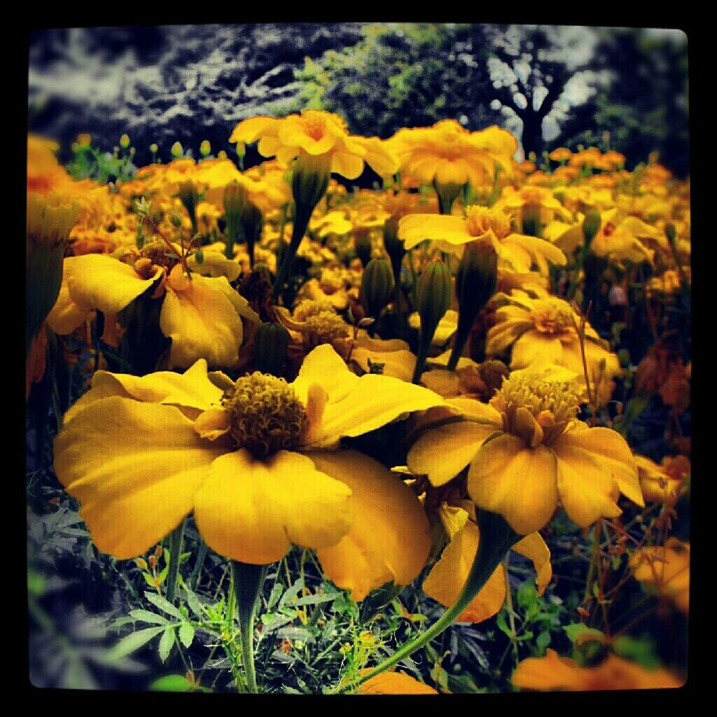 CLOSE-UP OF YELLOW FLOWERS