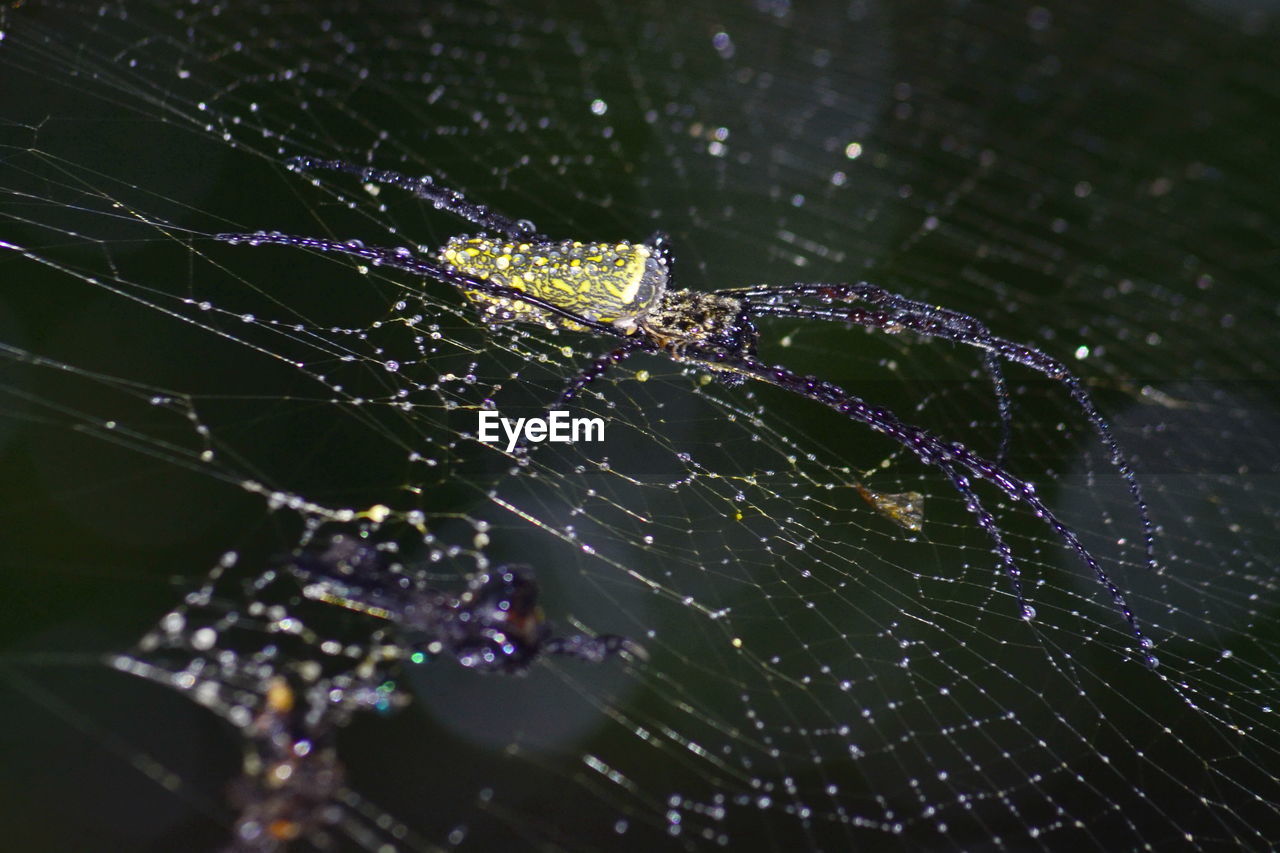 Close-up of spider web