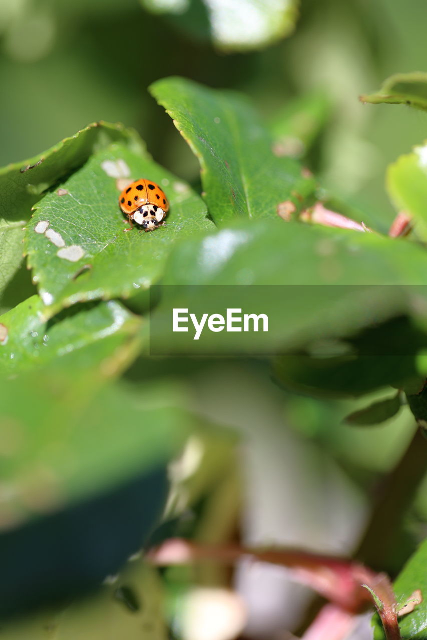 animal themes, animal, green, animal wildlife, insect, plant part, leaf, ladybug, wildlife, one animal, plant, nature, beetle, close-up, no people, selective focus, flower, macro photography, outdoors, beauty in nature, day, environment, spotted
