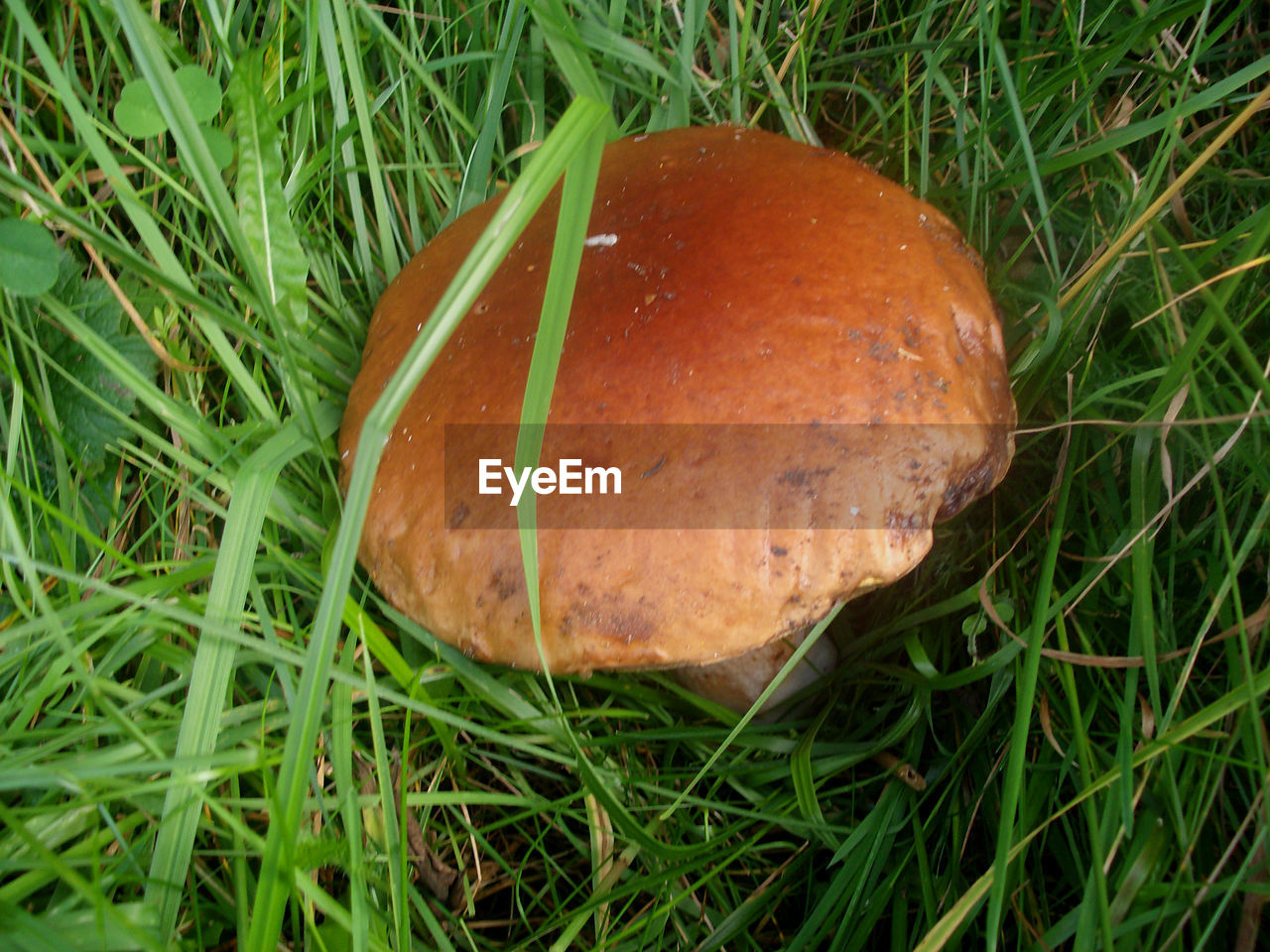 CLOSE-UP OF MUSHROOMS ON GRASSY FIELD