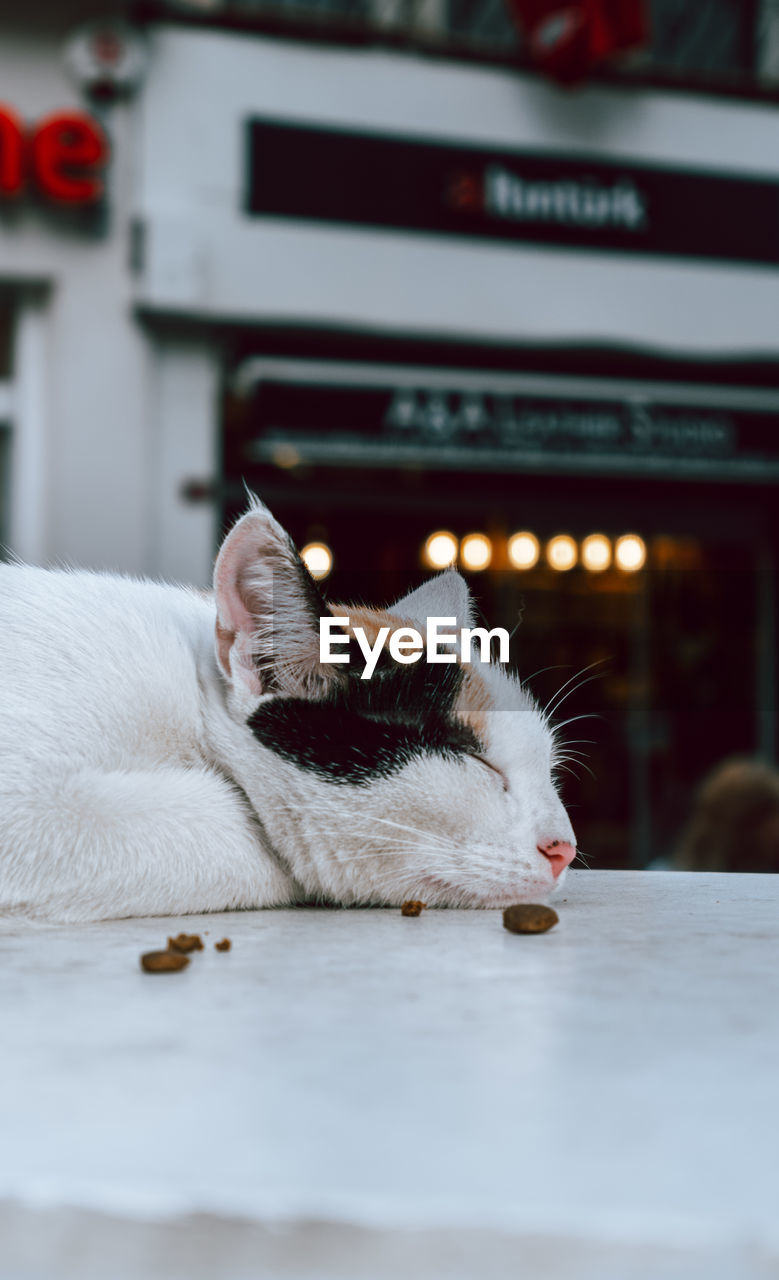 Close-up of a cat sleeping