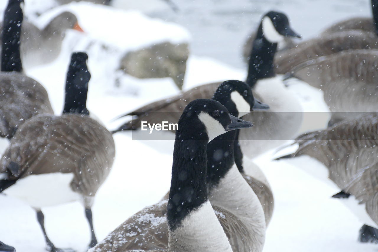 DUCKS IN SNOW