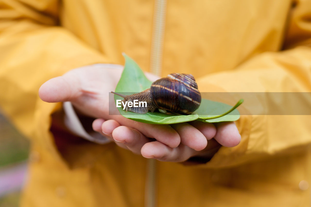 Close-up of snail on hand