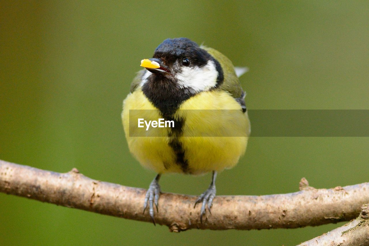 Close-up of titmouse