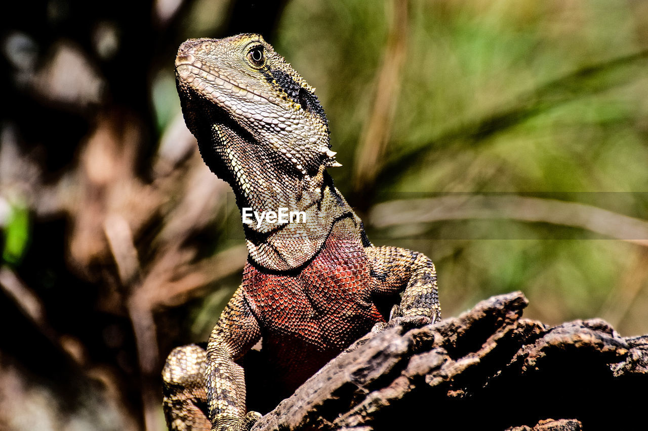 CLOSE-UP OF LIZARD AGAINST TREE