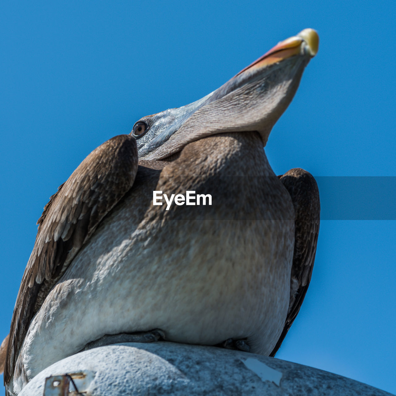 Low angle view of pelican perching on streetlamp against clear blue sky