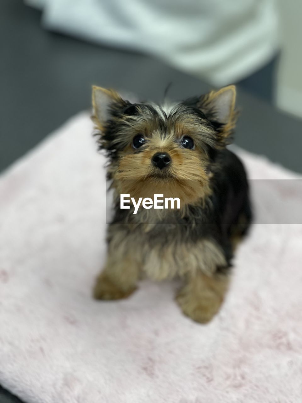 pet, mammal, one animal, domestic animals, animal themes, animal, dog, canine, morkie, yorkshire terrier, lap dog, terrier, young animal, portrait, looking at camera, cute, indoors, puppy, no people, sitting, biewer terrier, focus on foreground