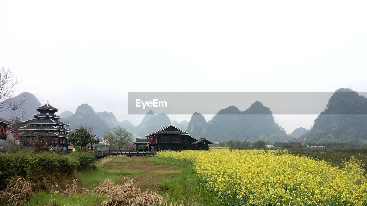 Scenic view of agricultural field against clear sky