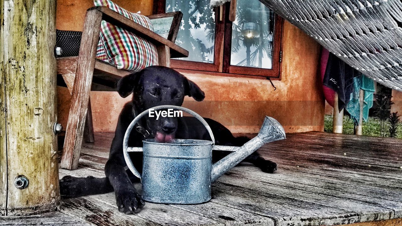 DOG SITTING IN BARN IN HOUSE