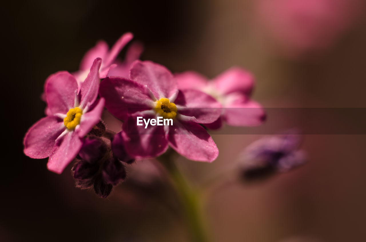 Close-up of honey bee on flower