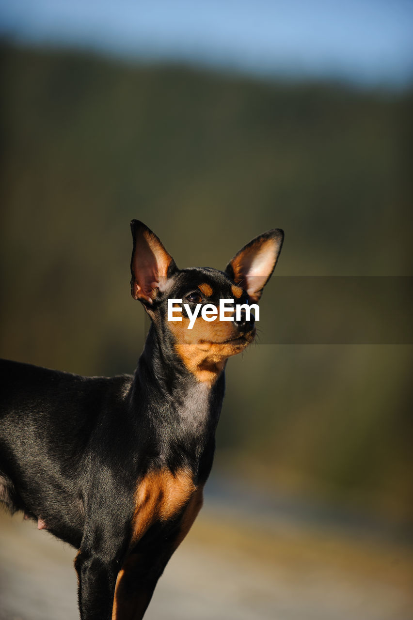 Miniature pinscher looking away