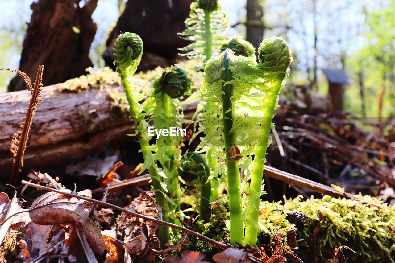 CLOSE-UP OF SUCCULENT PLANT IN FIELD