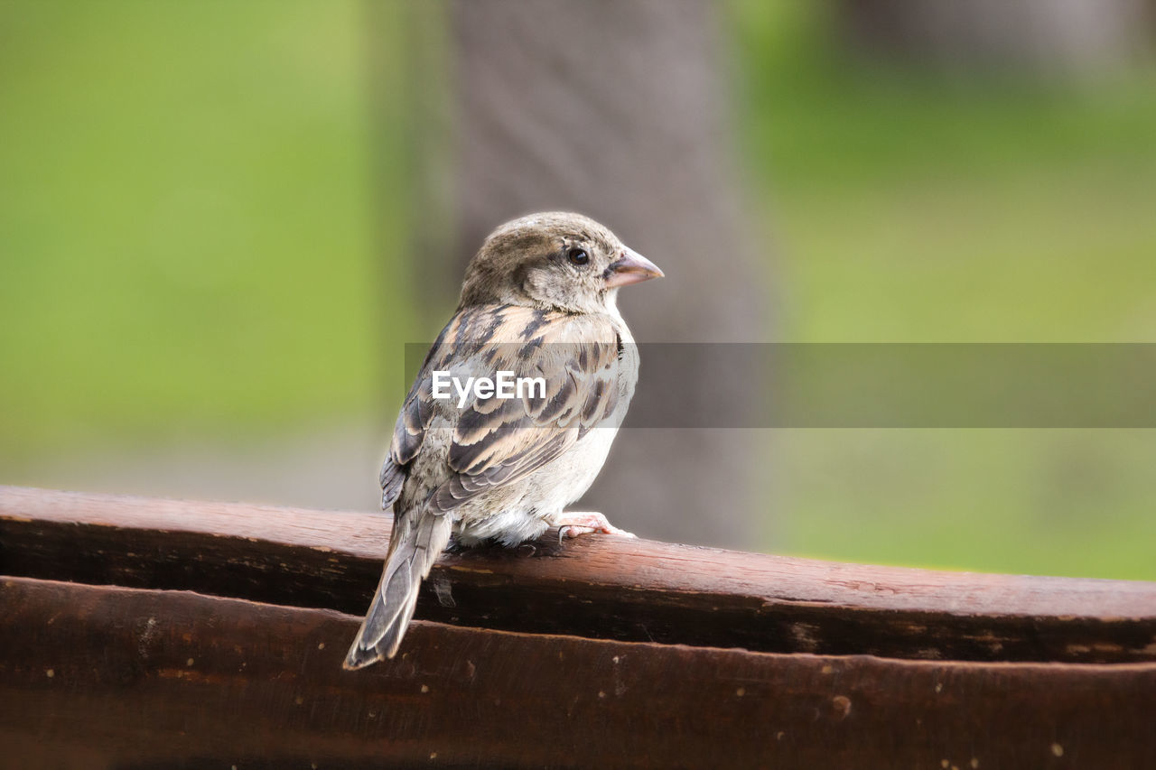 BIRD PERCHING ON A RAILING