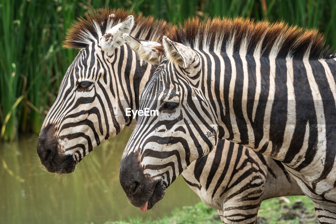 A pair of zebras with natural side profile