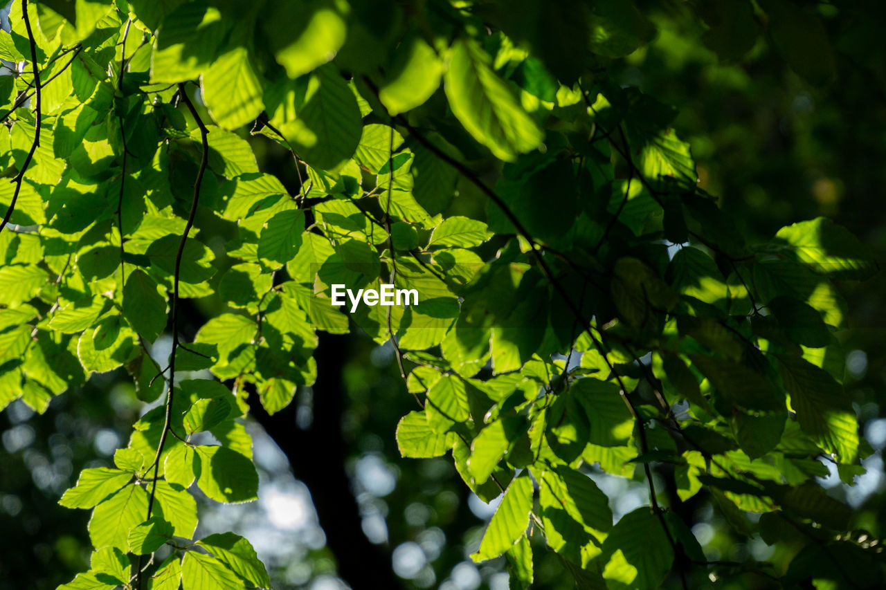 CLOSE-UP OF LEAVES ON TREE