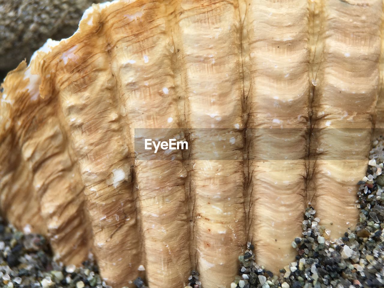 Close-up of shell at beach