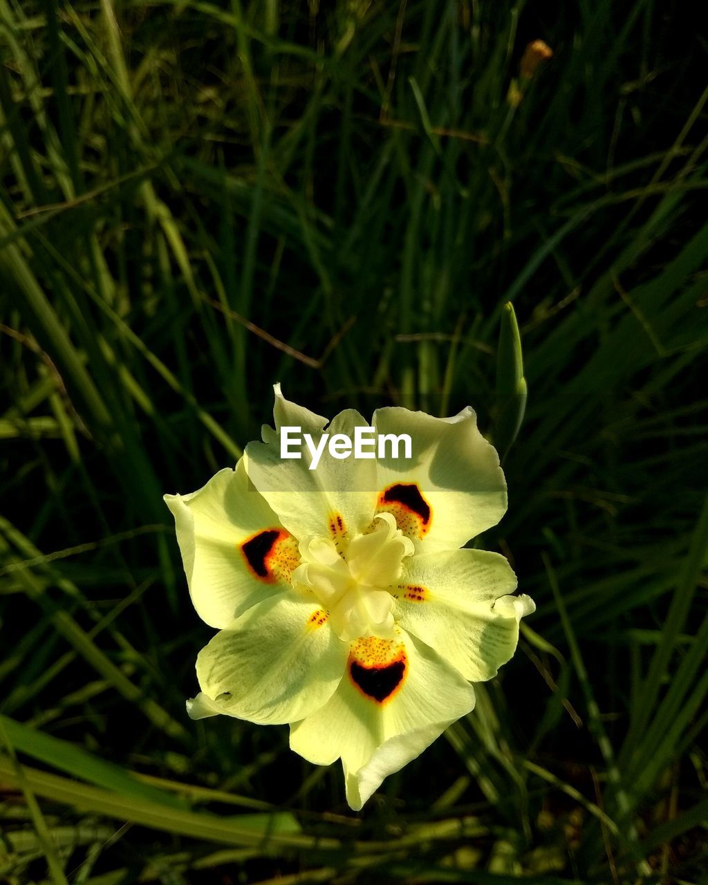 CLOSE-UP OF YELLOW FLOWERING PLANT