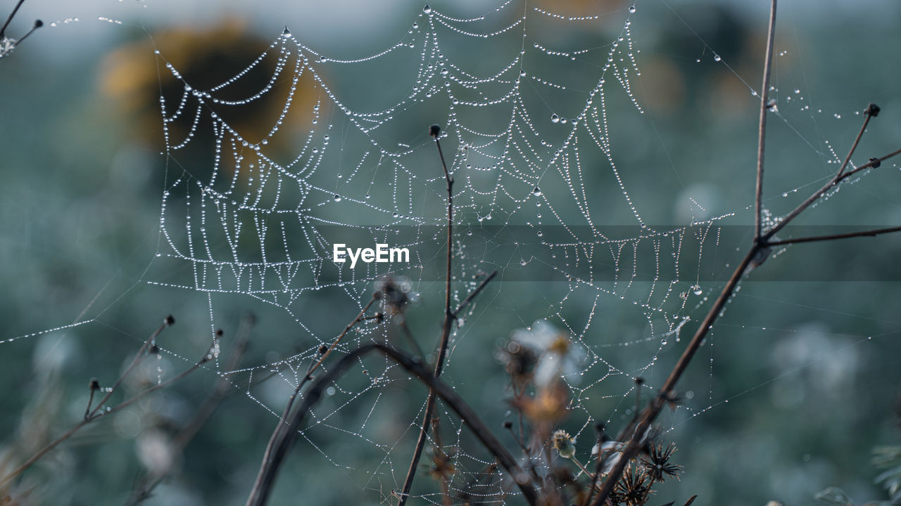 Close-up of raindrops on spider web