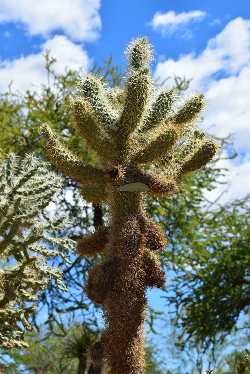 CLOSE-UP OF TREE AGAINST SKY