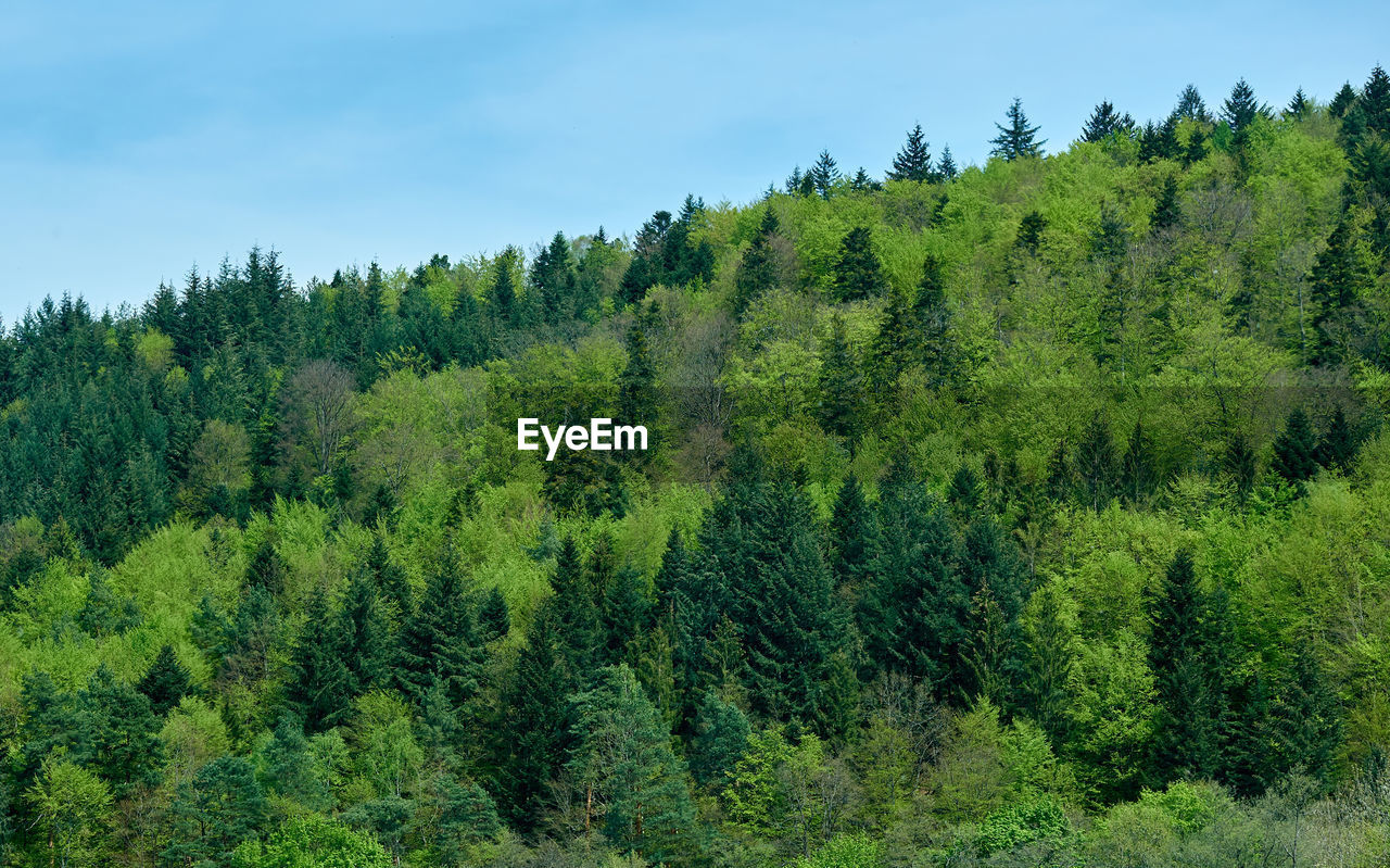 PINE TREES IN FOREST