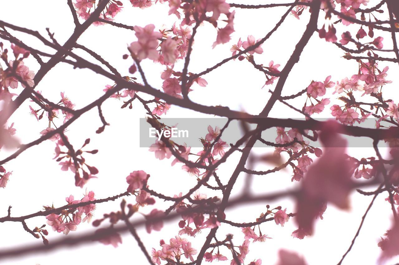 PINK FLOWERS BLOOMING ON TREE