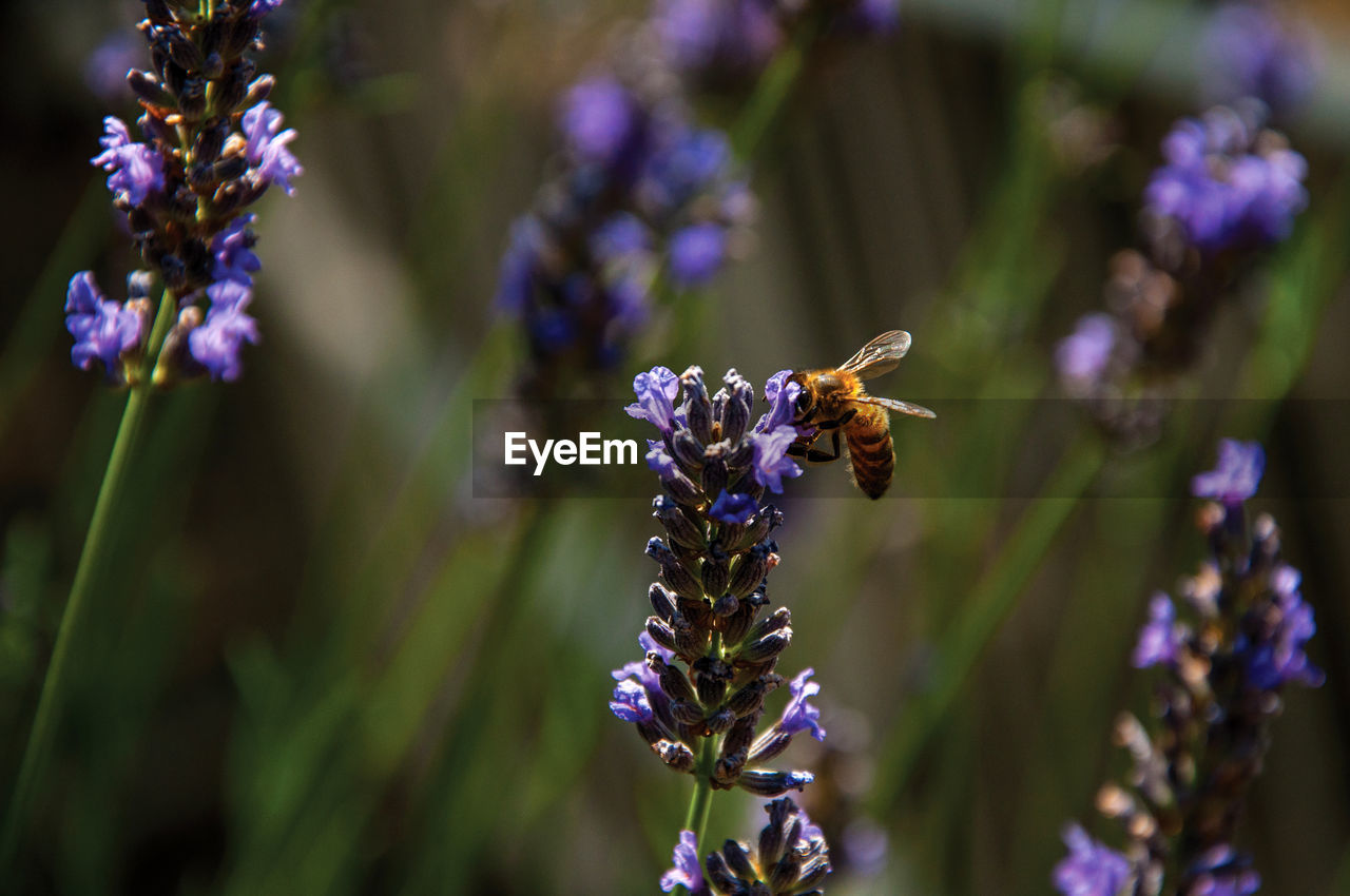 Close-up of bee on top of lavender flower in a garden at chateauneuf-du-pape, france.