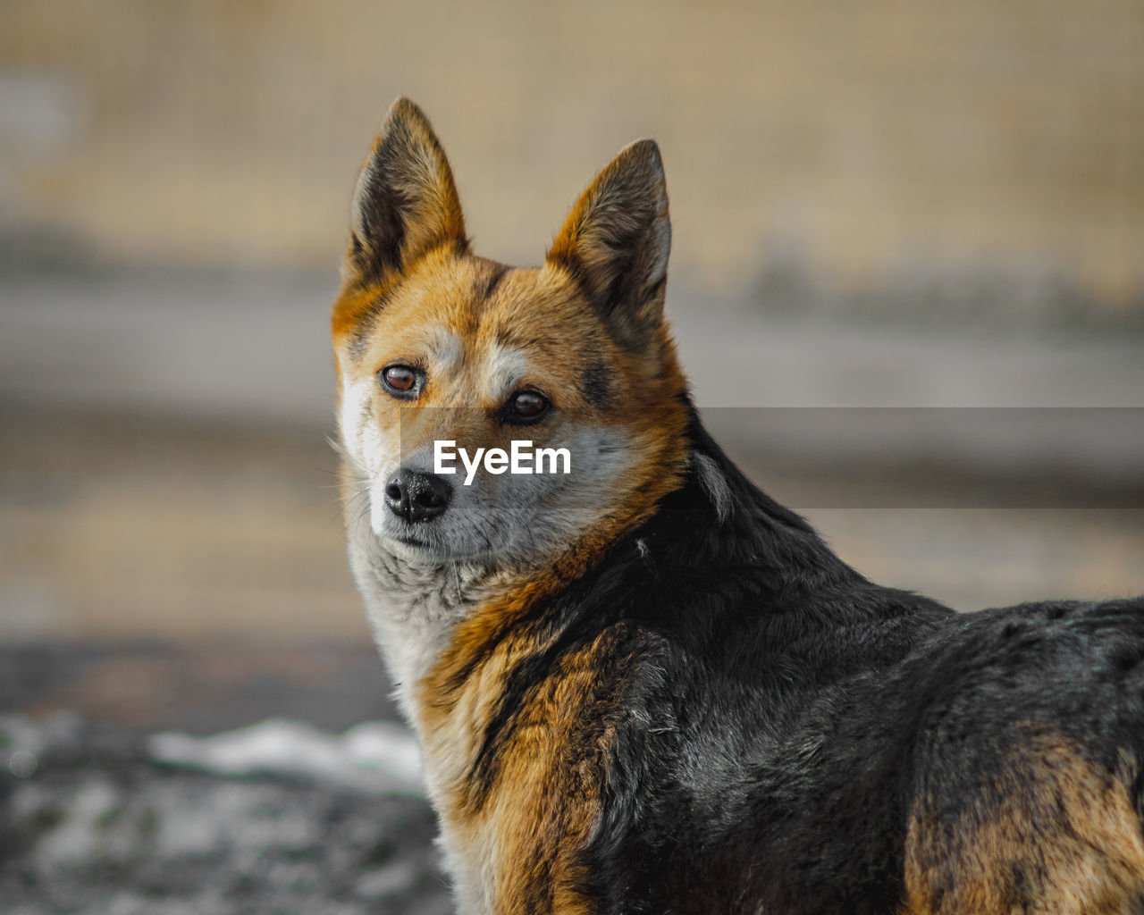 Close-up portrait of a dog looking away