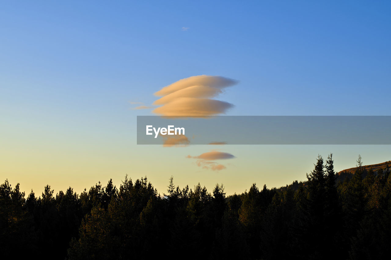 LOW ANGLE VIEW OF SILHOUETTE TREES AGAINST SKY