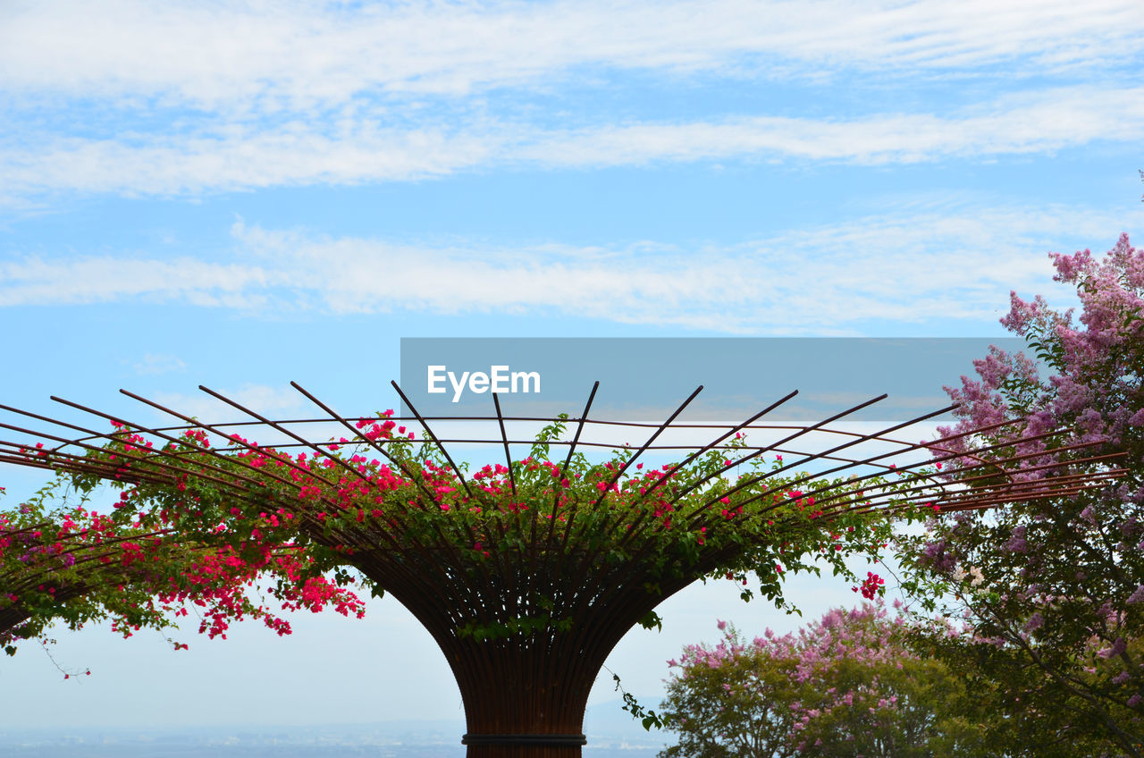 Low angle view of flowers against sky