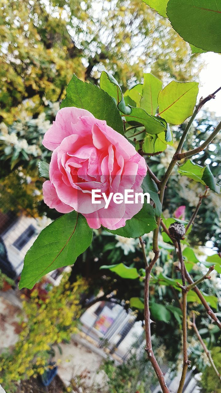 CLOSE-UP OF PINK FLOWER