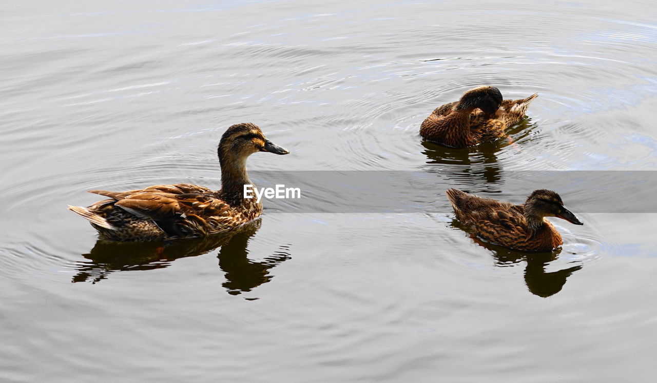 HIGH ANGLE VIEW OF DUCKS SWIMMING IN LAKE