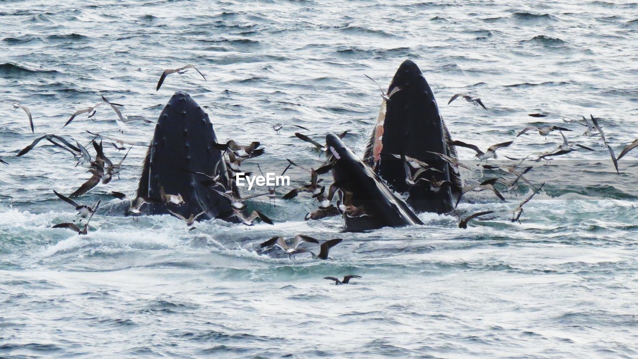 Humpback whales in sea