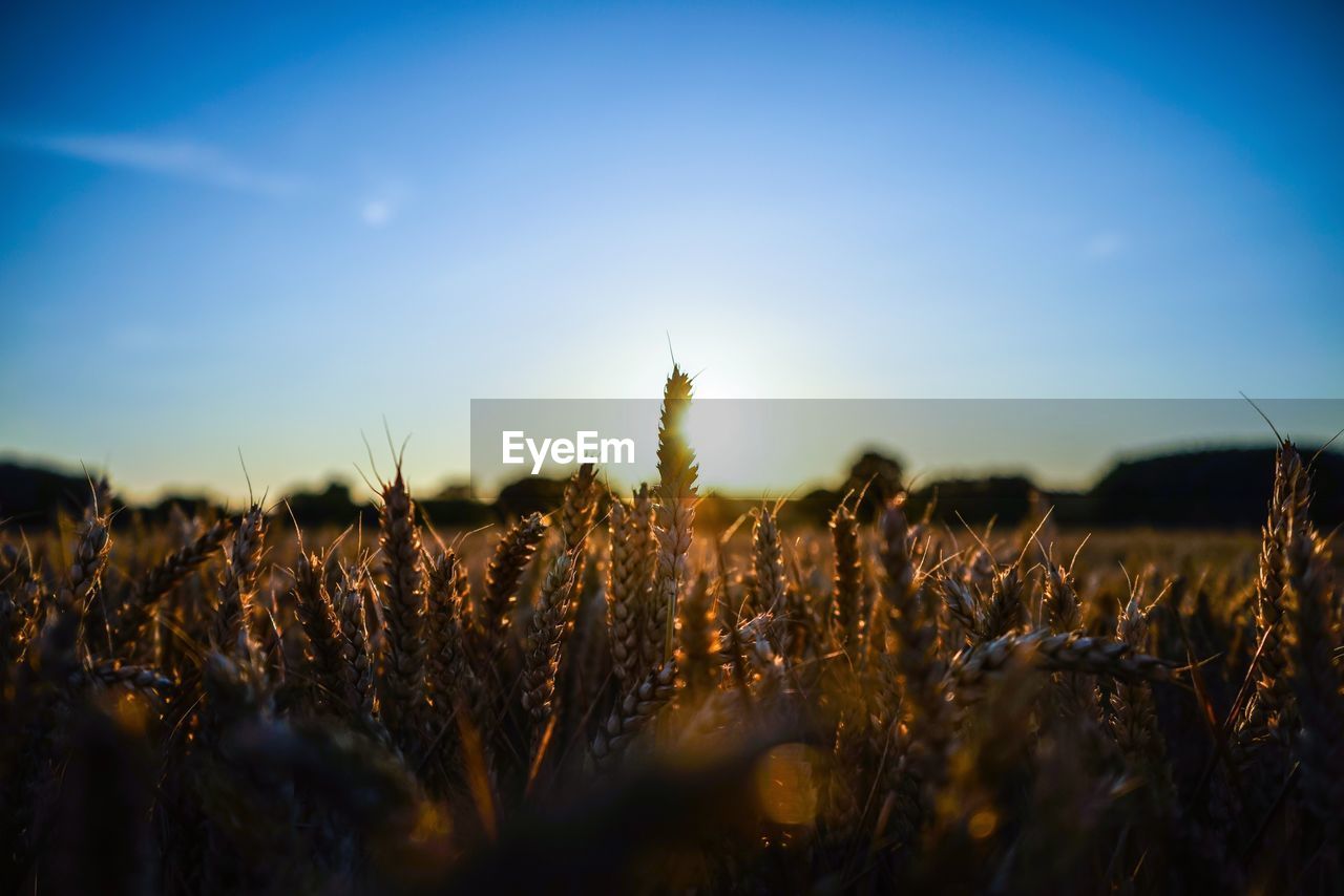 CLOSE-UP OF WHEAT FIELD AGAINST SKY