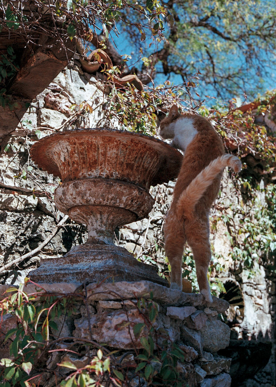 Low angle view of cat reaching on damaged urn