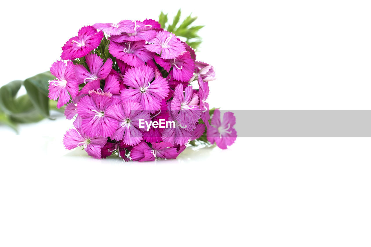 Dianthus barbatus pink flowers 