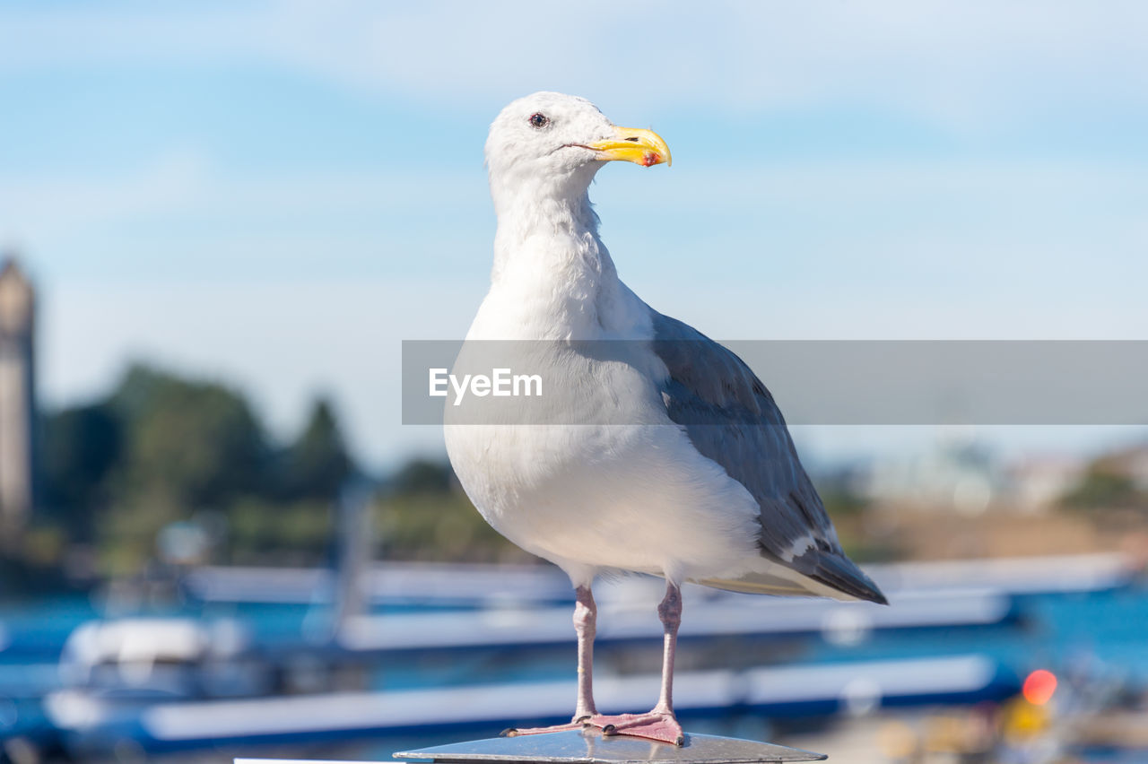 CLOSE-UP OF SEAGULL PERCHING ON A BIRD