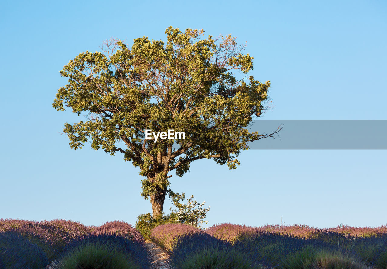 Low angle view of tree against clear sky