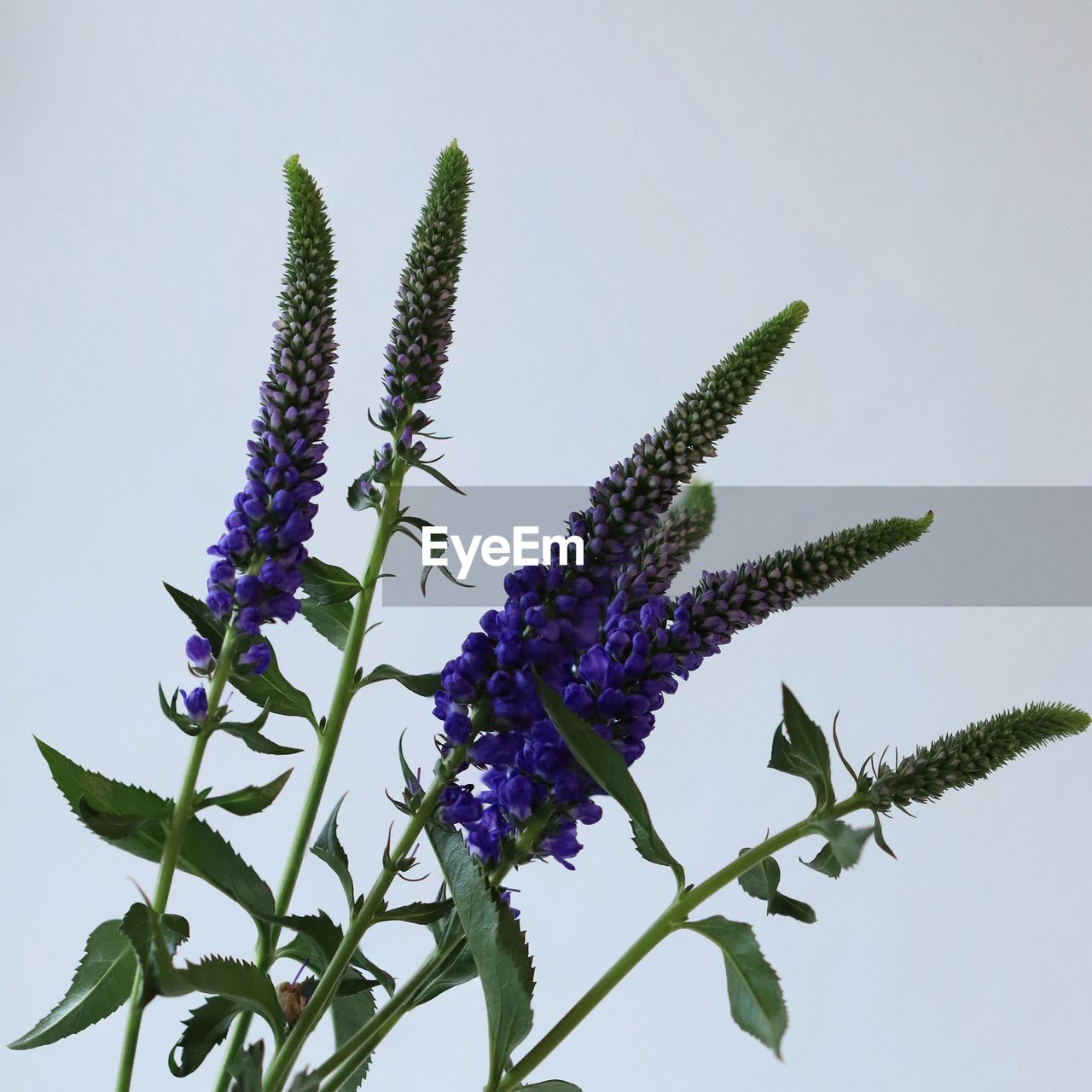 CLOSE-UP OF PURPLE FLOWERING PLANTS AGAINST SKY