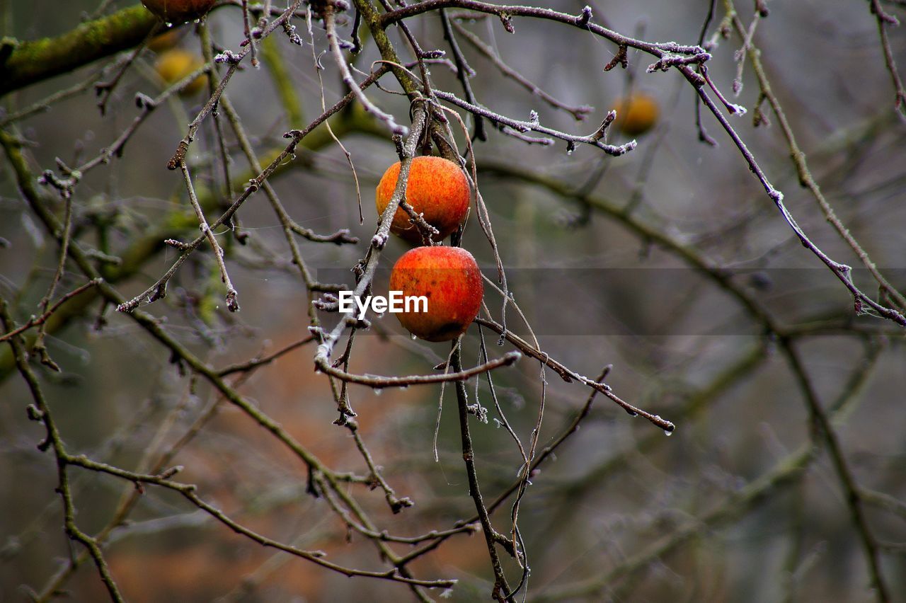 Close-up of berries on tree