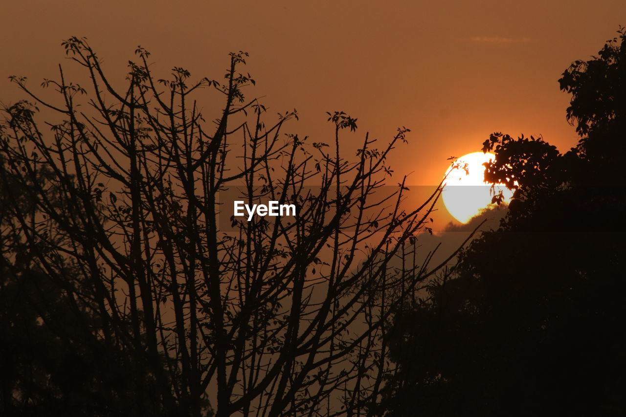 SILHOUETTE BARE TREES AGAINST ORANGE SKY