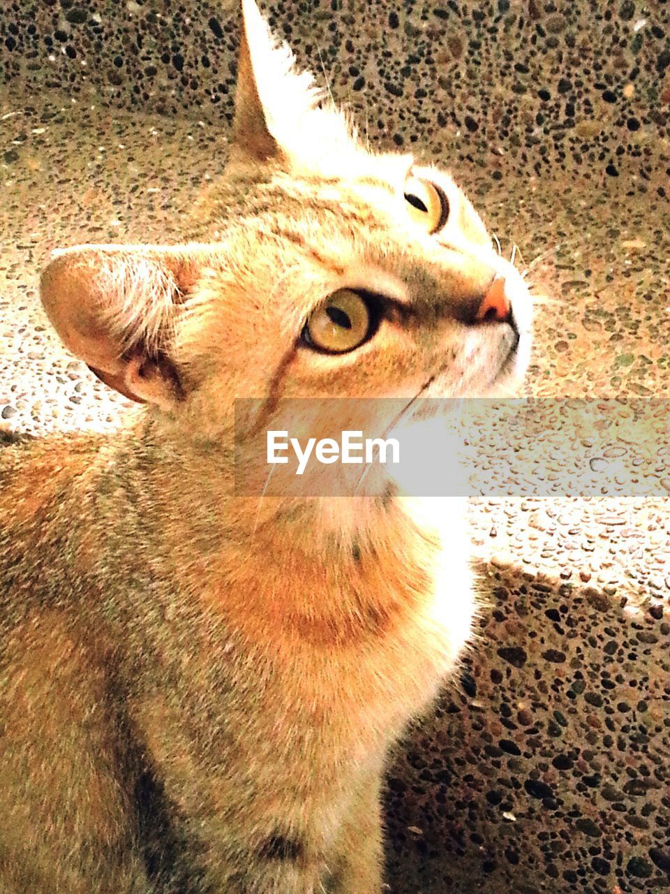 Close-up of a cat looking up