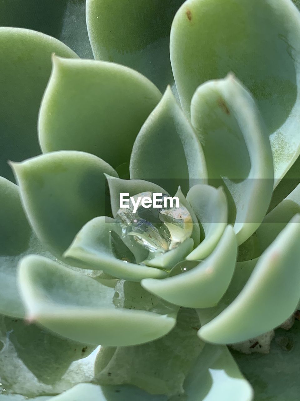 green, flower, plant, petal, beauty in nature, growth, nature, succulent plant, close-up, no people, leaf, plant part, macro photography, full frame, cactus, freshness, extreme close-up, outdoors