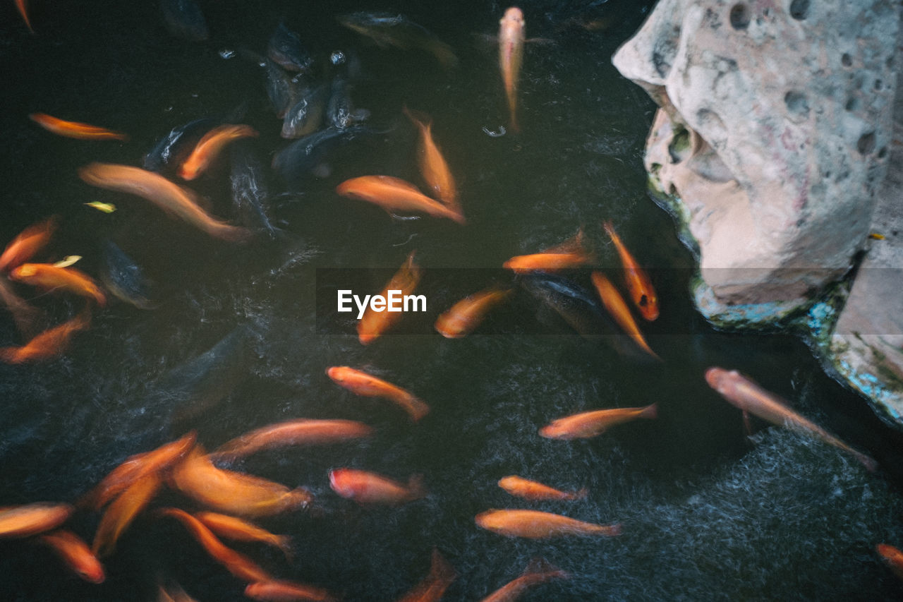 HIGH ANGLE VIEW OF KOI FISH IN WATER