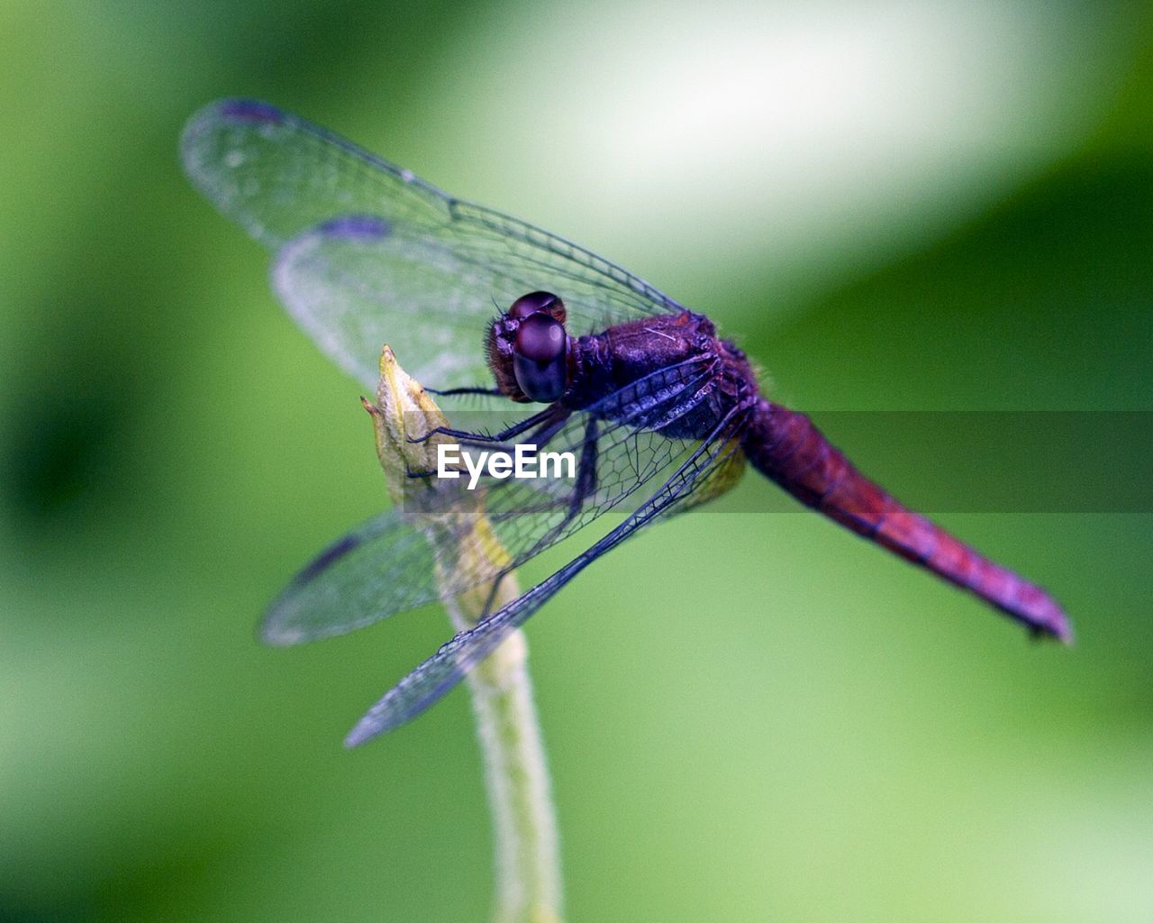 animal themes, dragonflies and damseflies, insect, animal, animal wildlife, dragonfly, animal wing, one animal, wildlife, close-up, macro photography, nature, focus on foreground, green, plant, macro, no people, beauty in nature, plant stem, animal body part, outdoors, day, magnification, wing, zoology, fragility