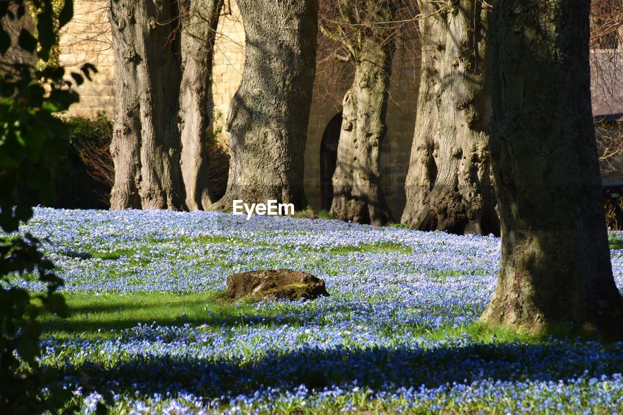 VIEW OF ANIMAL ON FIELD