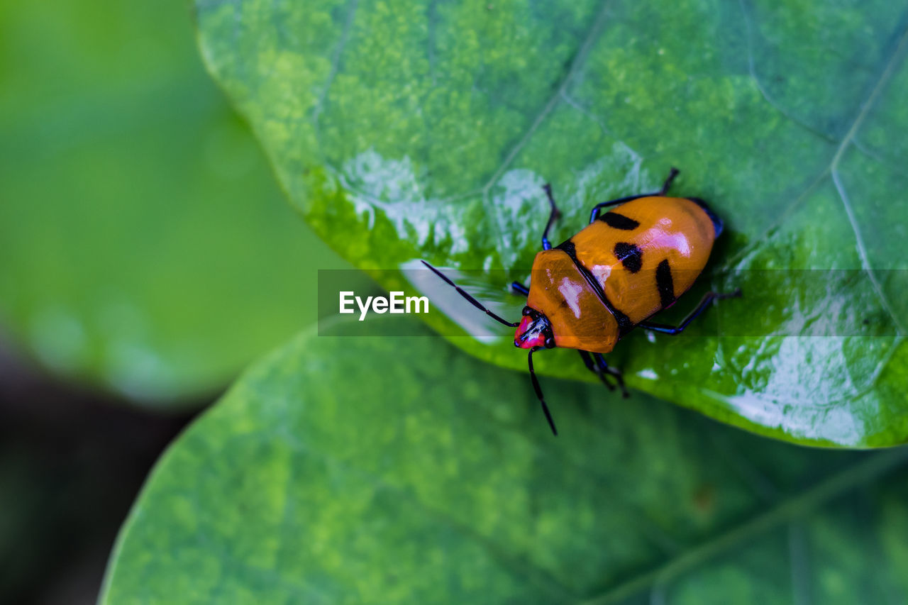 Close-up of insect on leaf