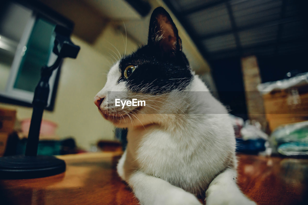 animal themes, animal, pet, one animal, domestic animals, mammal, cat, domestic cat, feline, whiskers, indoors, focus on foreground, nose, table, felidae, small to medium-sized cats, white, no people, skin, close-up, looking, carnivore, animal body part, home interior, blue